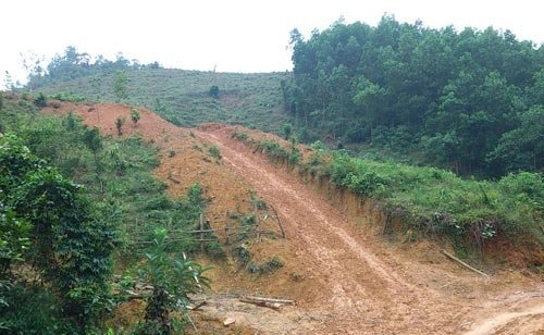 "Kỳ án" phá rừng để... trồng rừng