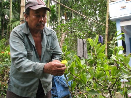 Người trồng mai méo mặt