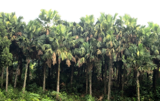 Quê hương dưới tán cọ xòe