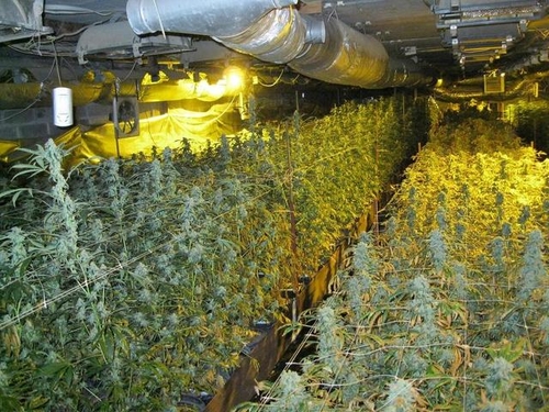 Người Việt trồng Cần sa tại Ba Lan bị bắt