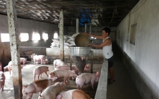 Sau một đêm, mất hàng trăm tỷ đồng