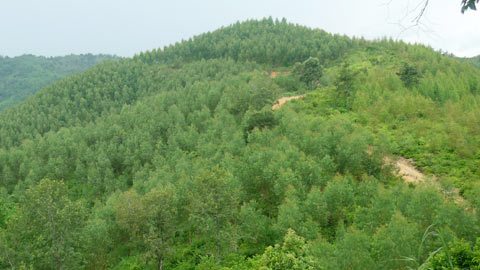 Sự hoài nghi về dự án trồng rừng của InnovGreen