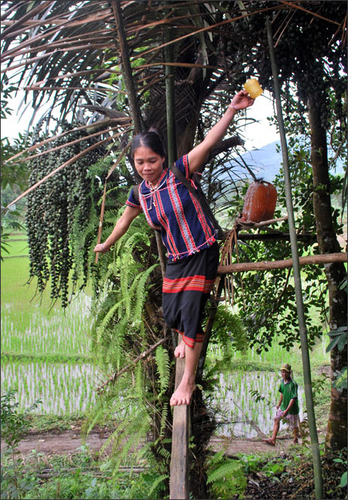 Ngày Tết uống rượu Tà Vạt của người Cơ Tu