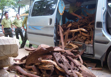 Quảng Bình: Sợ trộm, công sở bán bàn ghế gỗ sưa