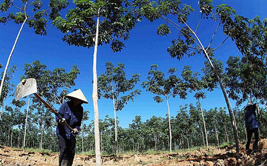 TS Alan Phan: Phá rừng để đổi một chân cu li có đáng?