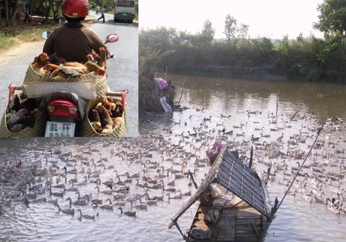 Ẩn họa ổ dịch vùng biên