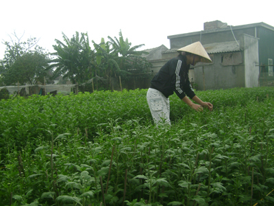 Những làng hoa hối hả vào Xuân