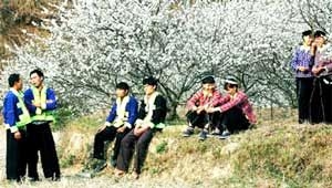 Phuối Pác: Dân ca Tày - Nùng