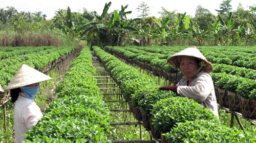 Hoa kiểng tết... chết đứng