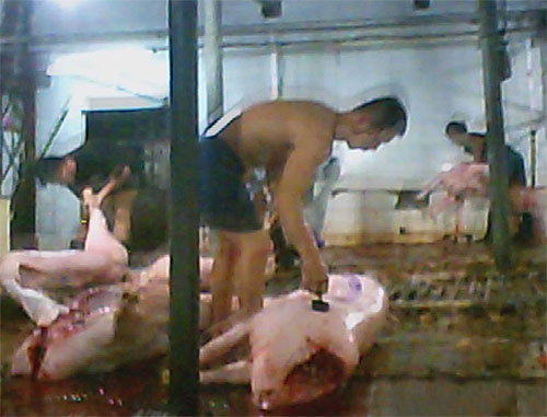 Thợ mổ đóng dấu thú y