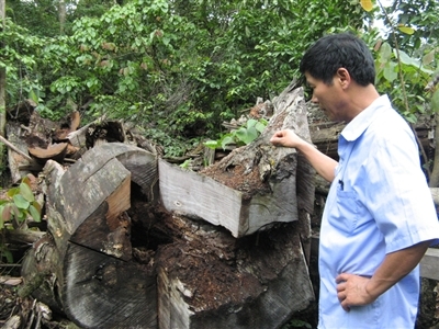 Cơ bản phá xong rừng nghiến
