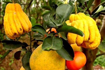 Tội nghiệp cho chị vợ thằng hàng xóm