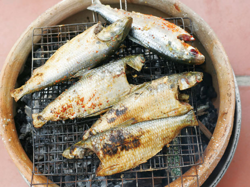 Cá mòi luân lạc