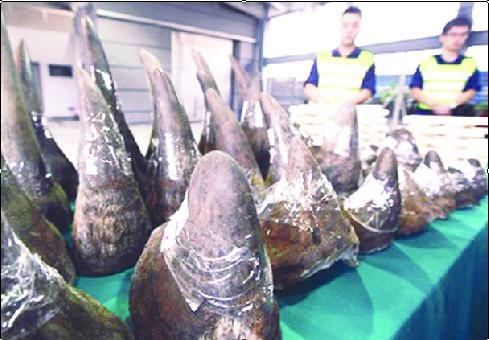 70% số sừng tê giác ở Việt Nam là giả