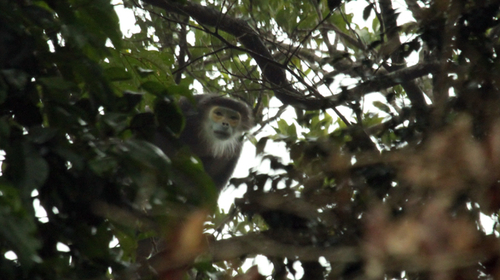 “Công nghệ” sao chép