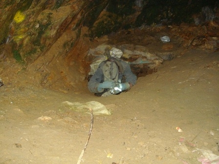 Phu vàng “đại náo“ rừng xanh