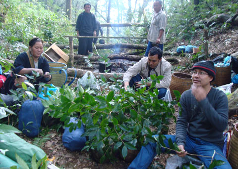 Ôm những thân chè giữa đại ngàn mà rưng rưng hàng lệ