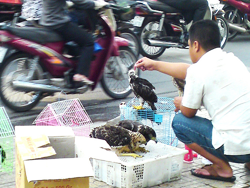 Hổ than, đại bàng khóc!