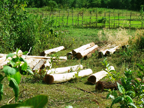 Cho thuê rừng: Phải có ý kiến quốc phòng và an ninh