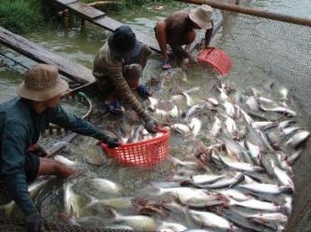 Một nghị sĩ Châu Âu có thế lực trong ngành thủy sản ủng hộ cá tra Việt Nam