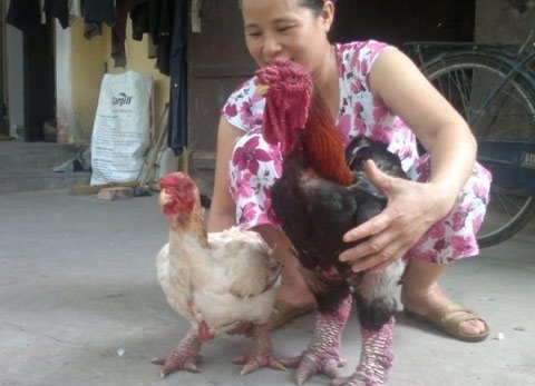 Cả năm săn tìm, chăm nuôi hàng “độc’ ăn tết