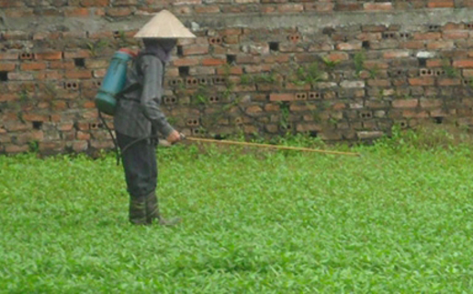 Rượu pha thuốc sâu, đồ nhậu tẩm hóa chất