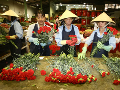 Khóc, cười hoa tết