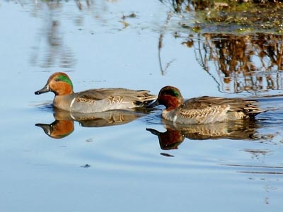 Nước sông chỉ ngập ngang bụng vịt  thôi.