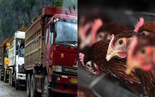 Tầm vóc gà đầu trọc: Tung tăng ra vào biên giới!