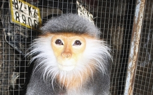 Dân chơi Việt: Ăn con sách đỏ, chứng tỏ đẳng cấp