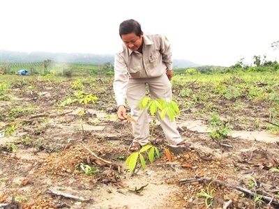 Vàng trắng 'khoắng' rừng Tây Nguyên - Kỳ II