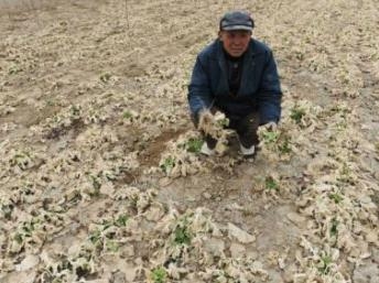 Trung quốc: 3 anh em nhà nông tự thiêu phản đối tịch thu ruộng đất
