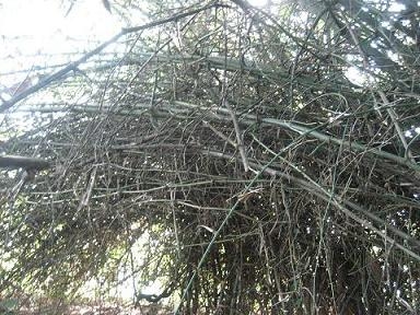 Lạ kỳ loài tre mọc ngược chưa từng biết ở Nghệ An