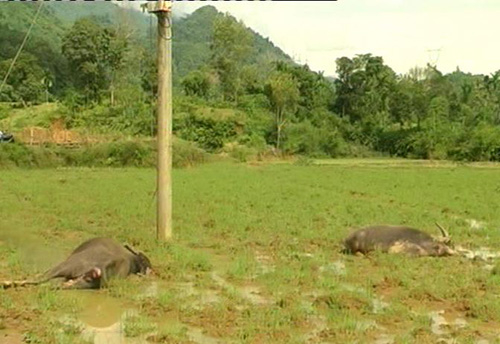 Điện và sự vô cảm