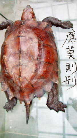 Rùa Thần có chữ trên mai: Chuyện xưa như Trái Đất