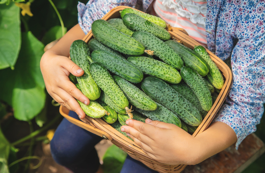 Tại sao nên ăn dưa chuột?