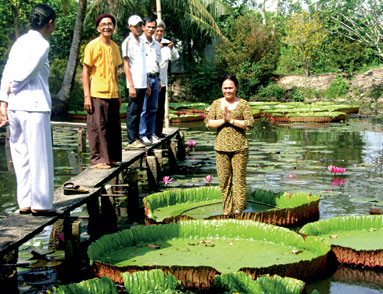 Loài sen kỳ lạ ở Đồng Tháp