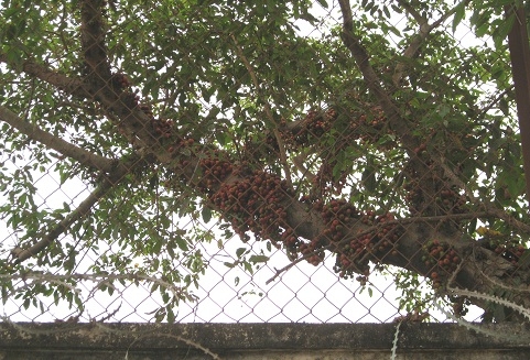 Những vấn đề bất cập khi xuất khẩu lao động