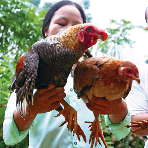 NGƯỢC DỐC “SỪNG TRỜI”