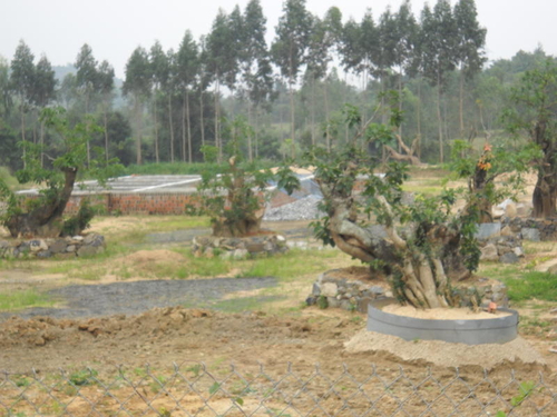 Phá nhà, phá rừng vì cây cảnh