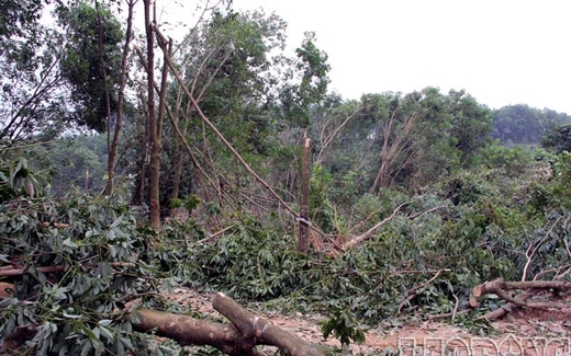 Bộ NNPTNT xác nhận trồng caosu ở miền Trung là rủi ro