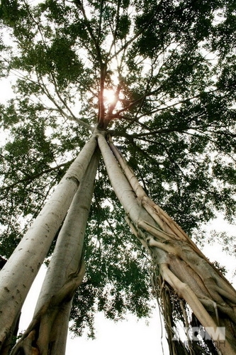 Núi Chứa Chan: Điểm du lịch lý tưởng ở Đồng Nai