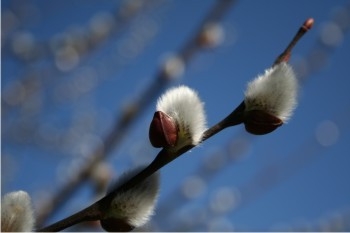 Những nốt nhạc trong rừng Campinos