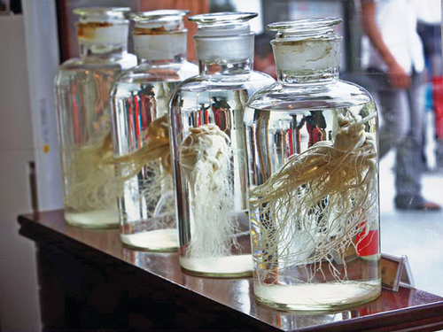 Nhân sâm bổ hay độc với trẻ nhỏ?