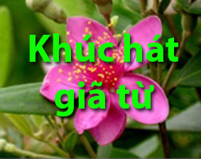KHÚC HÁT GIÃ TỪ