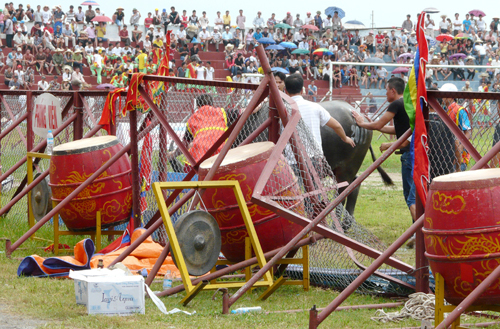 Trâu chọi phá rào húc 5 khán giả bị thương