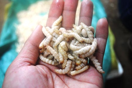 Lên Mường Lát ăn đặc sản... sâu măng