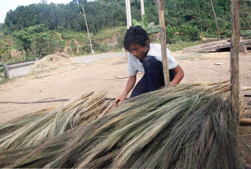 Bỏ học vào rừng lấy đót