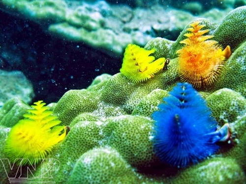 Kỳ quan dưới biển Cù Lao Chàm