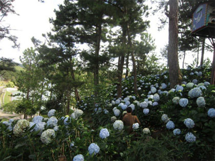 Yêu Đà Lạt từ những điều đơn giản nhất